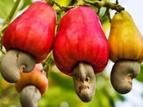 2 loại hạt được ví như "máy sạc tự nhiên" cho não, hạt số 1 ở quê có nhiều nhưng ít ai hay