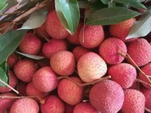 Vải trứng Hưng Yên, mận hậu Sơn La được mang bán trên trời