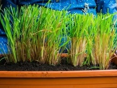 Lợi ích khi trồng sả