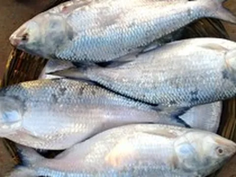 Loài cá "quý như vàng sống", có tiền cũng khó mua