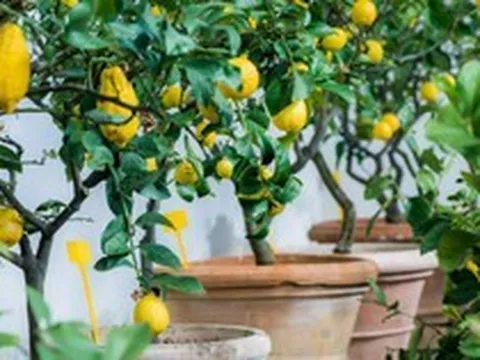 7 loại cây ăn quả có thể trồng ở ban công: Loại cuối cùng khiến nhiều người bất ngờ