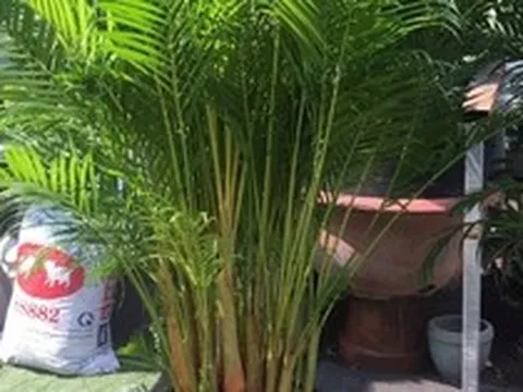 2 cây nên trồng trước nhà, 3 cây hợp trồng sau nhà