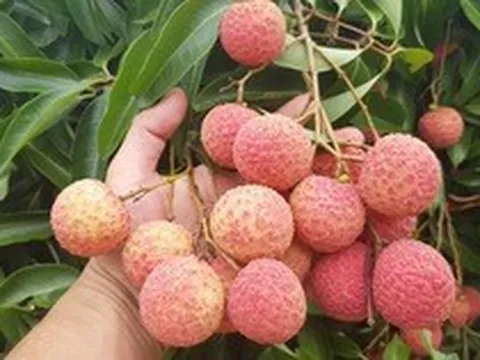 Loại quả "quốc dân" vào mùa hè nhưng bác sĩ cảnh báo không nên ăn cùng 2 thứ này: Có thể làm mất vitamin C, tăng nguy cơ tụt đường huyết nguy hiểm