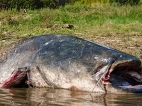 'Thủy quái nước ngọt' dài 2,5m, nặng 110kg bất ngờ mắc câu: 3 người vật lộn suốt 2 giờ mới kéo được lên bờ