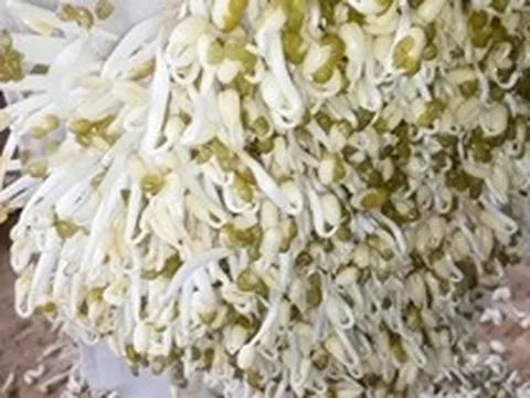 Nhắc nhở: Có 4 loại rau tuyệt đối không được ăn, bán rẻ mấy cũng đừng mang về nhà
