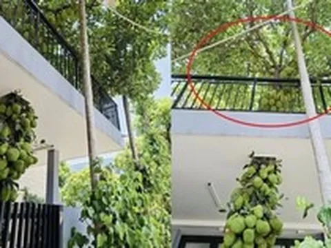 Cây mít trăm quả, mọc chi chít xuyên 2 tầng nhà ở Đà Nẵng, chủ nhà không bán mà để làm 1 việc