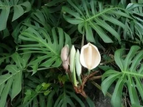 Hiện tượng trầu bà nở hoa