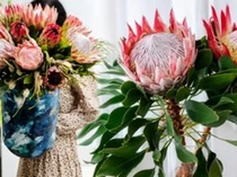 Thảo đường Hoàng đế - "Vua của các loài hoa" đang được các phú bà Việt tìm mua: Giá cả triệu/bông mà chơi suốt tháng