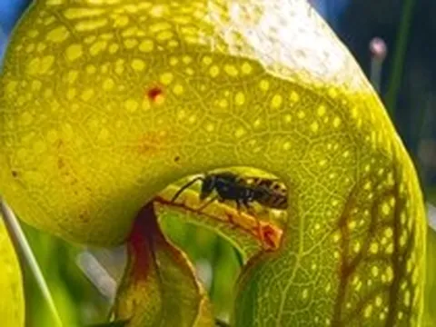 Bí ẩn về loài cây ăn thịt thông minh nhất hành tinh: Không tiêu diệt mà chăn nuôi con mồi như gia súc