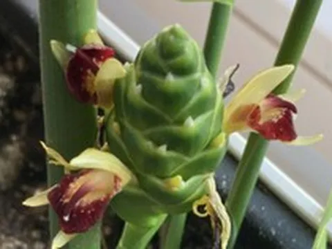 Hiện tượng gừng nở hoa