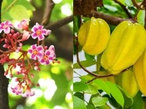 Hiện tượng cây khế nở hoa