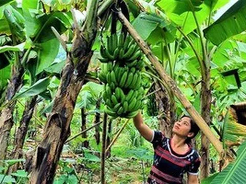 "Cứu" ngành chuối khỏi căn bệnh gây thất thoát hàng triệu USD mỗi năm