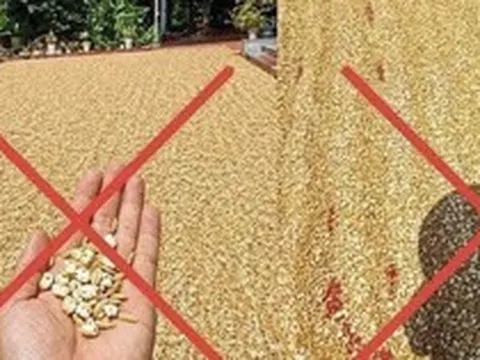 Đăng tin thóc phơi ngoài trời "nổ thành bỏng", người đàn ông bị xử lý