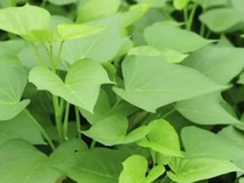Việt Nam có 1 loại rau rẻ bèo, cực quen thuộc, hóa ra là "siêu thực phẩm" mà Trung Quốc cực thích