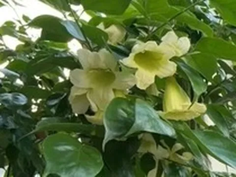 4 lời khuyên dành cho các gia đình đang trồng cây hạnh phúc