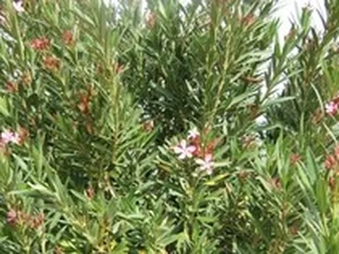Trồng cây này trước nhà không khác gì "gọi" rắn, còn chứa kịch độc: Nhiều gia đình không hay biết