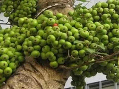 Hiện tượng cây sung nở hoa