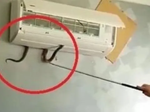 Cách phòng tránh rắn chui vào điều hòa trong ngày hè