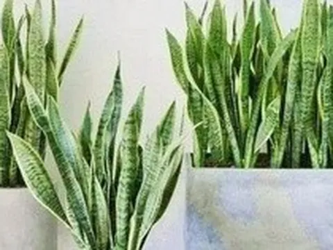 4 lời khuyên dành cho các gia đình đang trồng cây lưỡi hổ