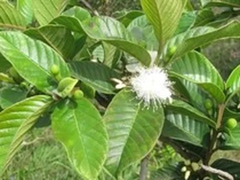 Hiện tượng cây ổi nở hoa