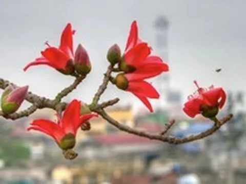 4 cây đẹp mấy cũng KHÔNG trồng trước cửa nhà