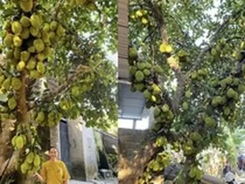 Cây mít chi chít quả từ gốc đến ngọn ở Đà Nẵng: Chủ tiết lộ năm nay mất mùa vì được có… 400 quả