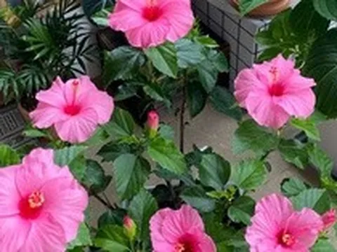“Hoa thì xanh tốt mà người cứ mệt mỏi”: 6 loại cây cảnh nhiều gia đình vẫn trồng trong nhà nhưng tiềm ẩn không ít rắc rối
