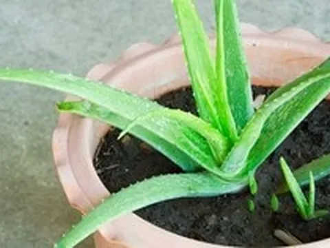 Công dụng khi trồng nha đam