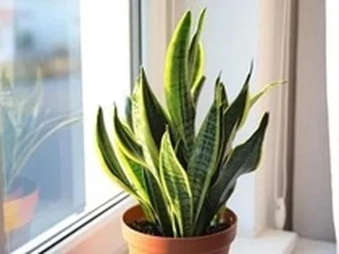 Công dụng của cây lưỡi hổ