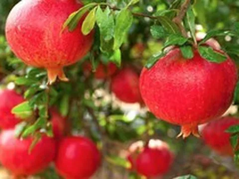 Vì sao người xưa thường trồng một cây lựu trước cổng?