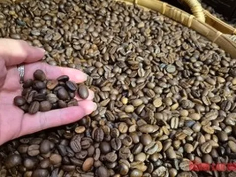Giá cà phê hôm nay 6-6: Brazil được mùa cà phê kỷ lục nhưng Robusta ít đi