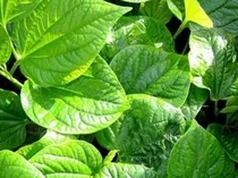 Công dụng của cây lá lốt