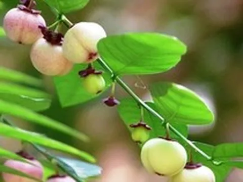 Công dụng của rau ngót