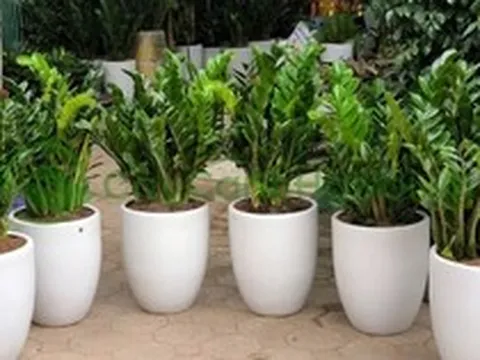 Công dụng của cây kim tiền