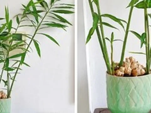 4 lý do vì sao bạn nên trồng cây gừng trong nhà