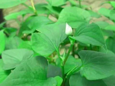 Vì sao người xưa thường trồng cây diếp cá quanh nhà?
