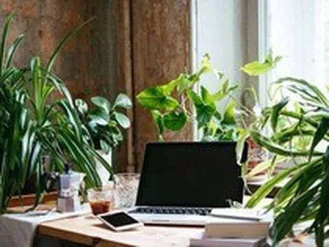 Đặt cây xanh trên bàn làm việc: 4 điều ai cũng nên biết