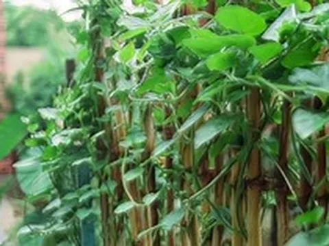 Vì sao người xưa thường trồng mùng tơi quanh nhà?