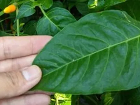 Đừng chỉ ăn quả, lá loại cây này quý như "nhân sâm người nghèo", mọc đầy ở quê nhưng ít ai biết
