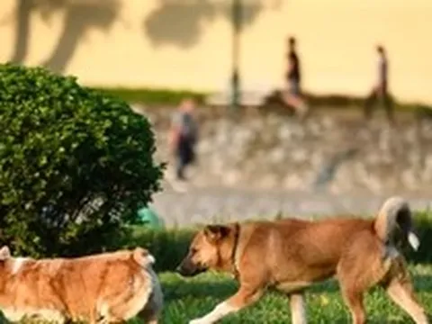 Từ 1/8, phạt tới 2 triệu đồng nếu để chó ra đường không rọ mõm
