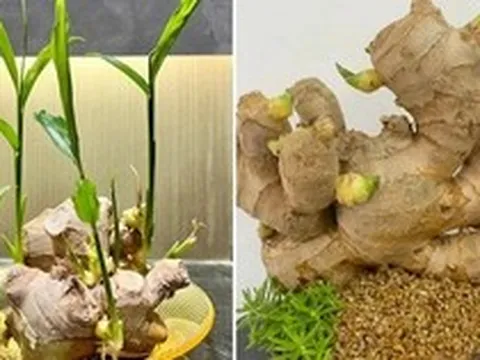 Vì sao nhiều gia đình thích trồng gừng quanh nhà?