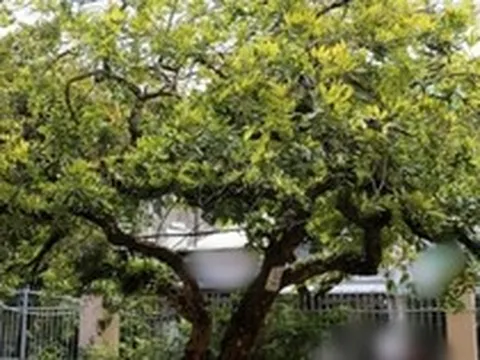 Người xưa dặn: Nhà có 5 cây này, không chỉ đẹp sang, càng trồng càng may mắn, bảo sao người giàu thích mê