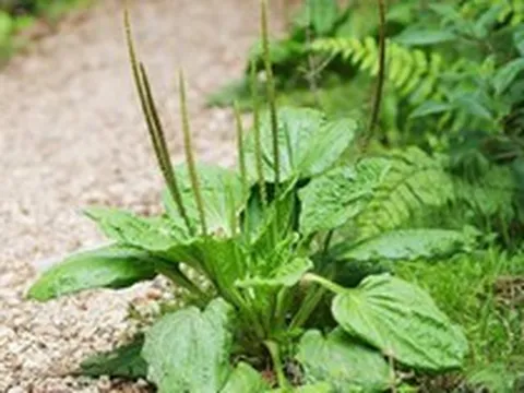 Báo Cuba thông tin về một loại cây mọc dại ở Việt Nam: Có hàng loạt tác dụng bất ngờ