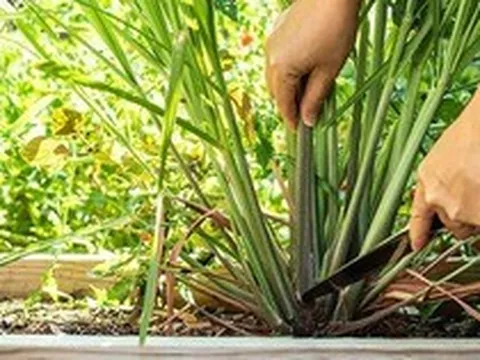 3 loại cây người xưa thường trồng quanh nhà để đuổi muỗi hiệu quả