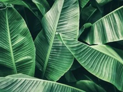 Vì sao người Việt xưa thích dùng lá chuối để gói thực phẩm?