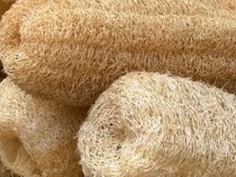 Bác sĩ Mỹ cảnh báo khẩn những người đang dùng bông tắm xơ mướp