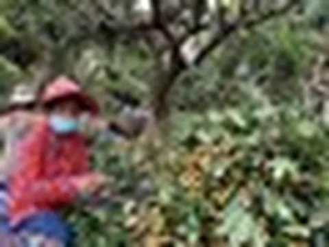 Campuchia quyết tâm làm giàu với loại quả Việt Nam đang trồng rất nhiều: Xuất khẩu trực tiếp sang Trung Quốc, tự tin sẽ mang lại lợi nhuận lớn