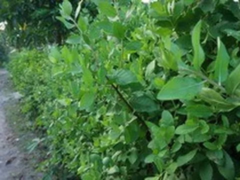 Loài cây mọc đầy ở hàng rào, bờ bụi: Nấu được nhiều món ăn, công dụng khiến không ít người bất ngờ