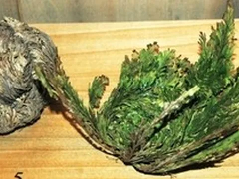 Bí ẩn về loài thực vật kỳ lạ có khả năng tự "cải tử hoàn sinh" giữa sa mạc khắc nghiệt