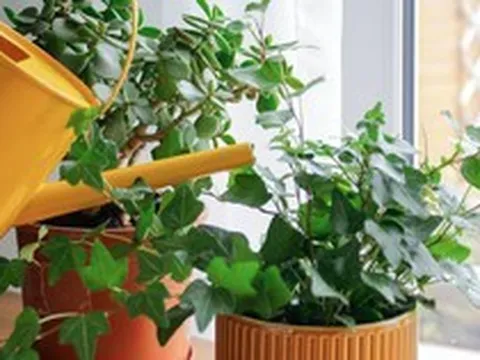 5 loại cây vừa lọc không khí, vừa làm mát nhà cực đỉnh: Biết trồng thì chẳng sợ nắng nóng